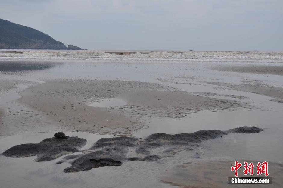 浙江舟山8000年古木层遗迹裸露沙滩 酥脆易毁