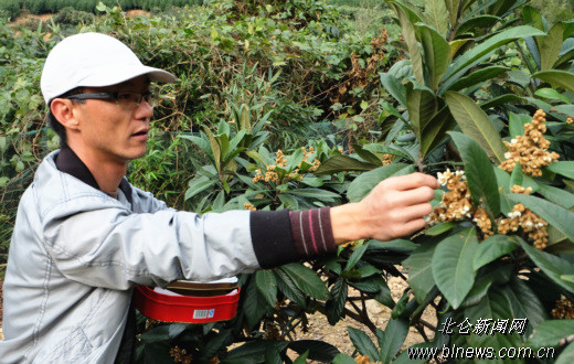 白峰小伙发现 折花 商机 白枇杷花干每克售价四