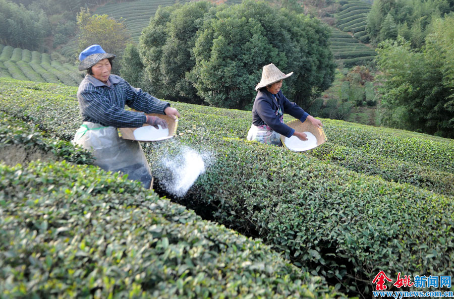 茶园管理-茶园,管理工作,正忙着,高品质,产出