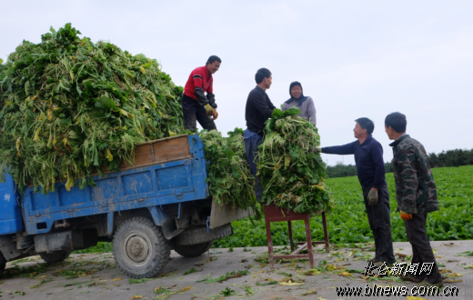 ���������߲˺�����:ѩ��ޮ����� ɹ��������