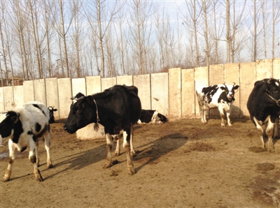 奶价狂跌 再现奶农倒奶-奶牛,鲜奶,公斤,以来,养