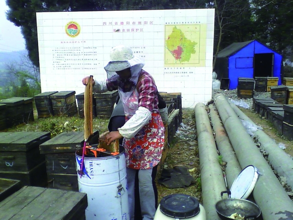 漂泊养蜂人四海追花酿甜蜜