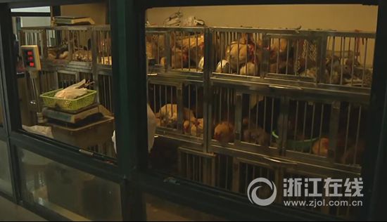衢州春节后发现一例H7N9 近三月浙江累计确诊21例