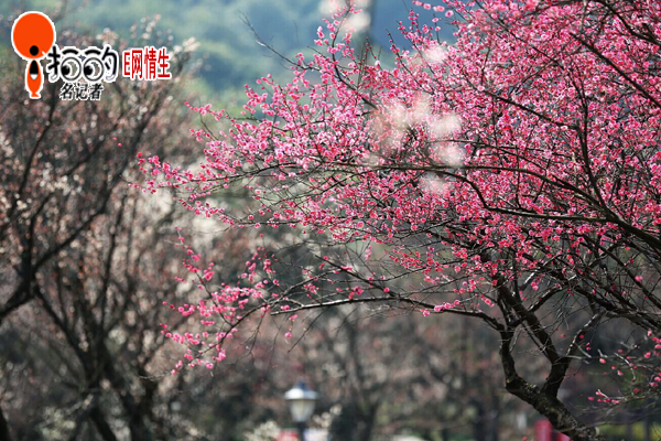春来花开--中国宁波网-i拍的