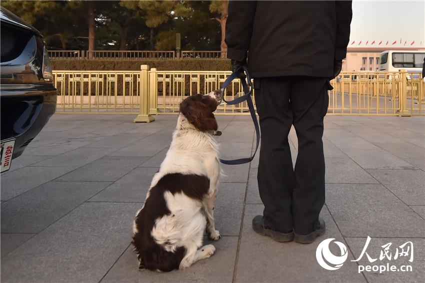 ��ͼ��15ֻ�ѱ�Ȯ�㳡��������ó�