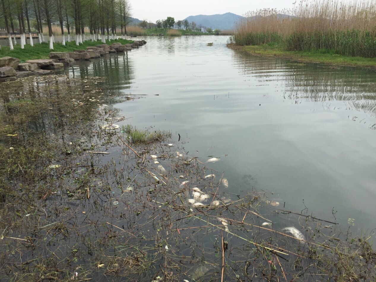 东钱湖惊现大量死鱼!水质安全吗?管委会:非水