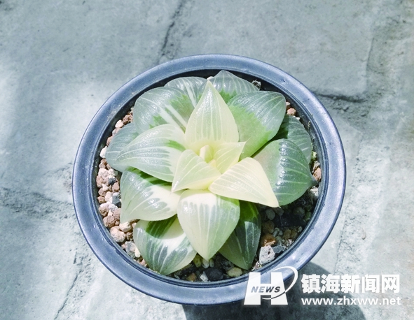 ȳ衱 