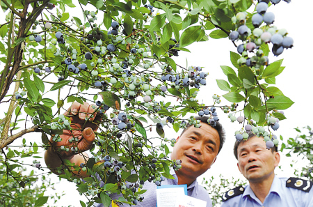 共结"连心果"
