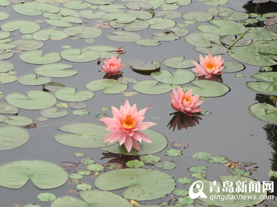 ̽�ú��������ʪ�ع�԰ ��Ӱ��������Ҹ���