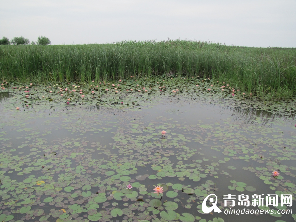 ̽�ú��������ʪ�ع�԰ ��Ӱ��������Ҹ���