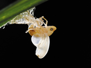 虫虫的小宇宙-虫虫,一只,昆虫,只,羽化