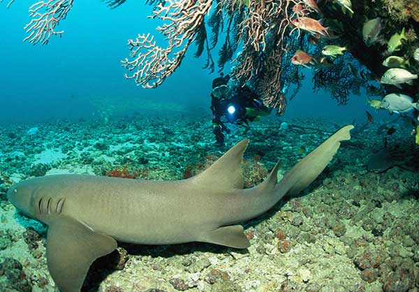 中国-格林纳达互免签证生效