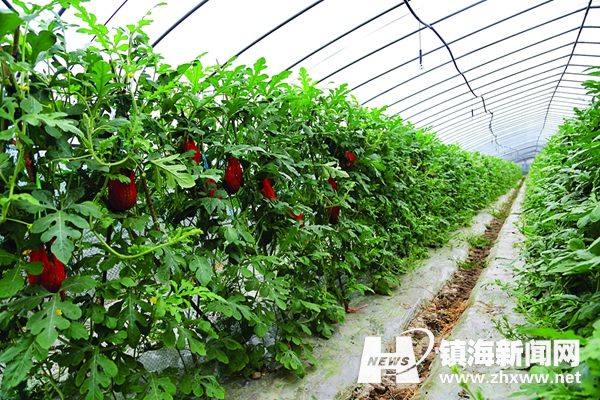 组图:宁夏应用大棚技术种植南方蔬菜水果 450x299 24kb jpeg