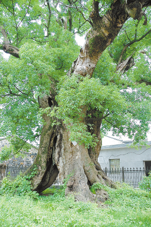 浙江最美古树评选结果揭晓 宁波9棵古树入围