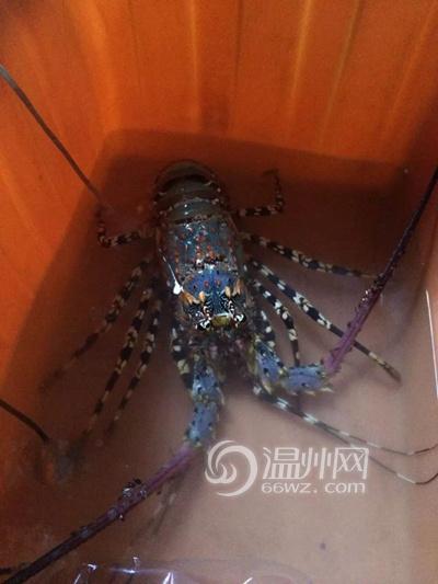 浙江温州小伙海钓捕获6斤重超级龙虾(图)_中国