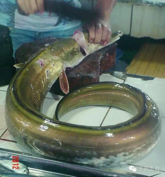 海鲜有哪些_鲸的种类有哪些_海鲜有哪些种类(4)