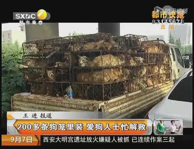 高速路上爱狗人士凭什么拦截拉狗车