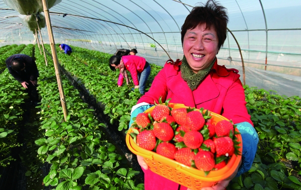 尚田草莓上市了 市场售价每公斤85元左右_中国宁波网_奉化