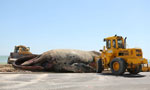 巨大座头鲸搁浅 尸体被挖土机运走