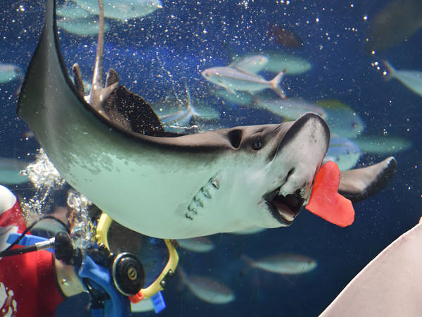 日本东京:水族馆里的情人节_中国宁波网_首页