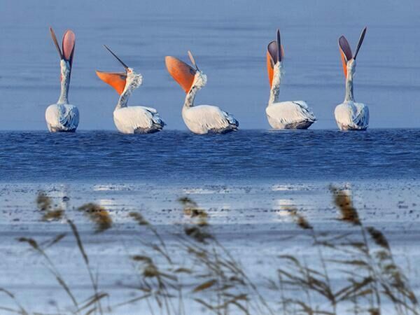 台州湾滨海湿地来了一群大嘴萌货_中国宁波