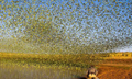 澳8万多只鹦鹉集体觅水 刮起绿色“龙卷风”