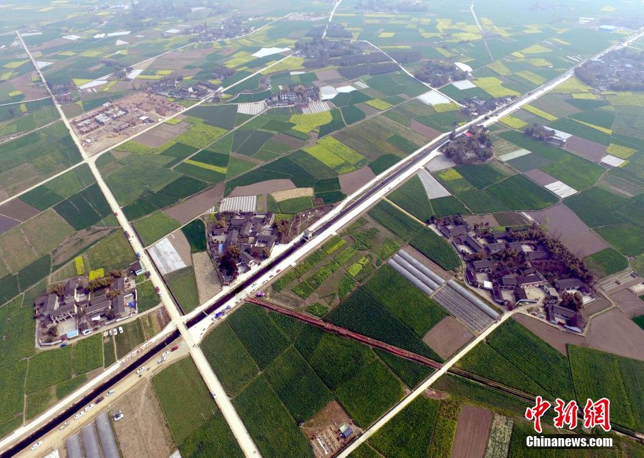 四川油菜花田间现机器猫小黄人图案萌翻游客_