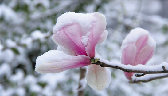 花上有雪,雪中有花昨天的四明山美绝了