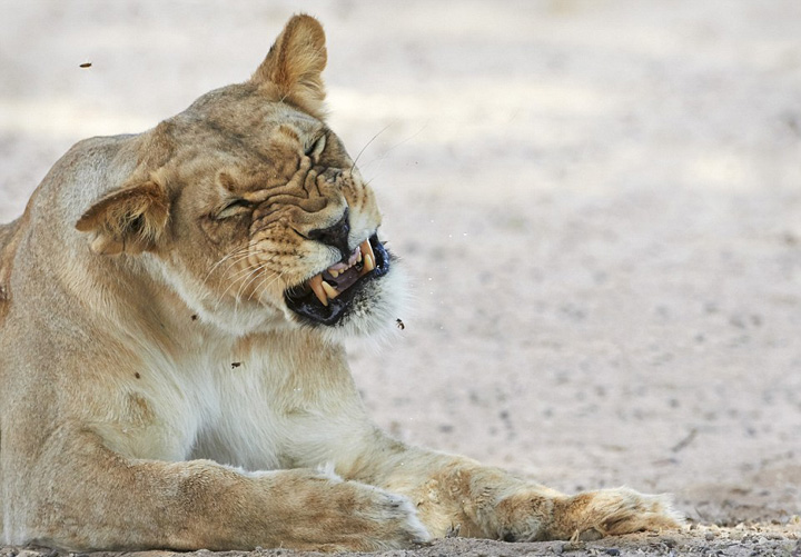 南非狮子树下乘凉 不敌蜜蜂群攻败走_中国宁