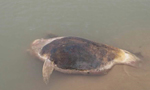 鄱阳湖发现6头死亡江豚