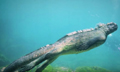 “水中哥斯拉”海鬣蜥现身