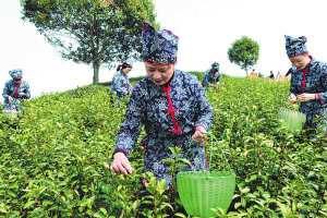茶园融入观光游 春天里品读宁波茶之韵