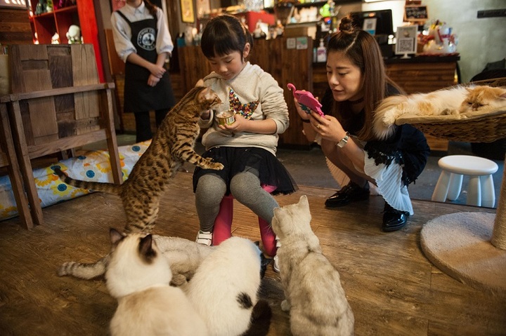 喝着咖啡逗着猫咪 鄞州有一家喵星人咖啡馆