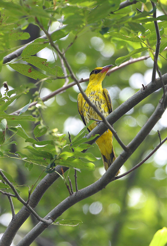 《诗经》里飞着30多种鸟 它们在宁波几乎都