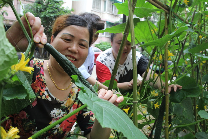 福明家园家家户户阳台种菜集结成社区宴