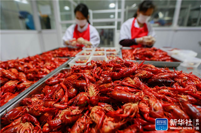 龙虾之乡品龙虾 美味吸引食客来