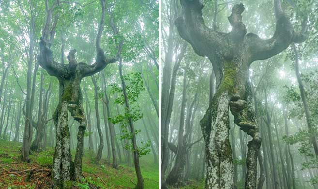 保加利亚大树形状奇特 酷似巨人