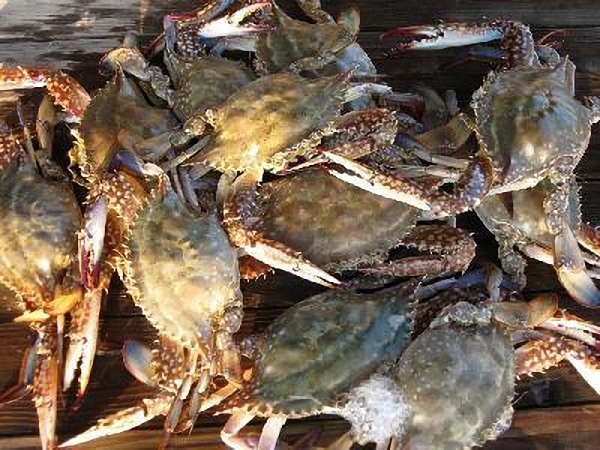 台风季来临前 象山为五千亩梭子蟹买了份保险