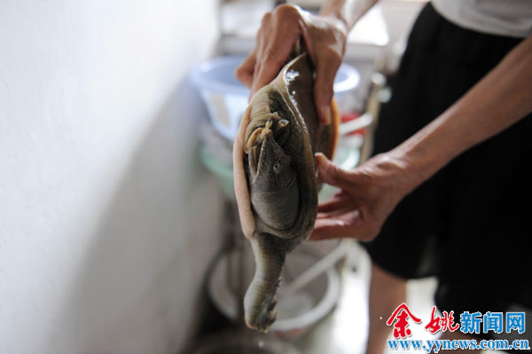 家里一只鳖养了20多年 余姚八旬老人打趣说要
