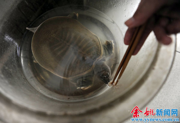 家里一只鳖养了20多年 余姚八旬老人打趣说要