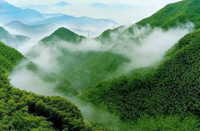 新闻中心 首页精彩图片    地址:衢州市开化县齐溪镇    安吉大竹海