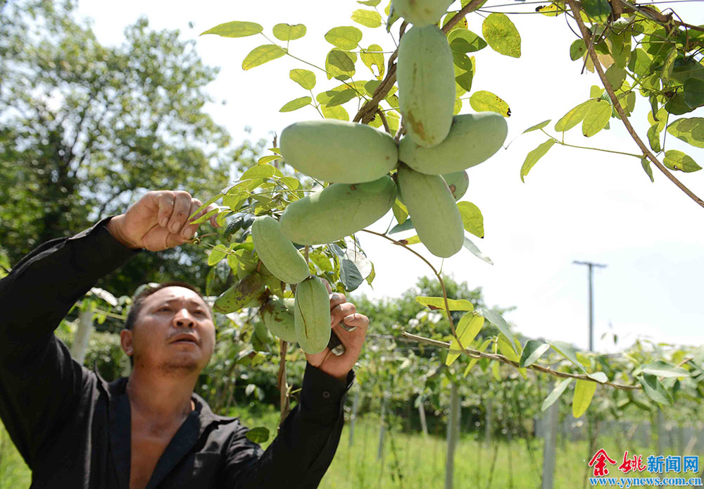 听过三叶木通吗?布福娜又是啥?余姚一农场专
