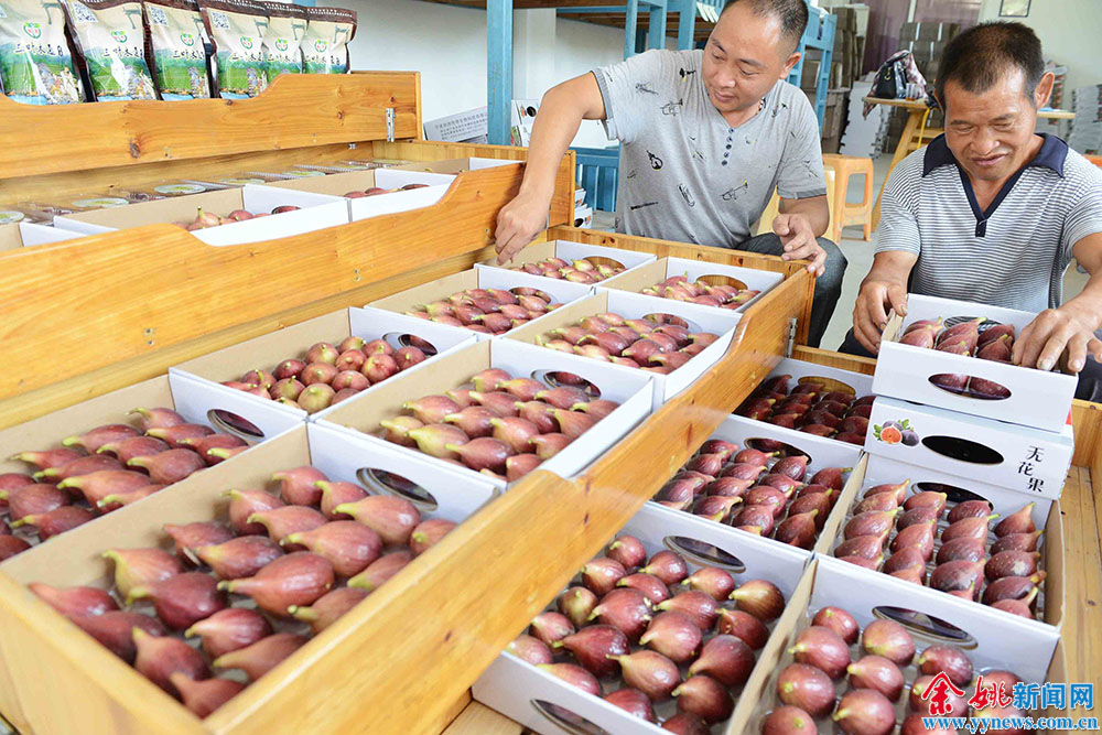 听过三叶木通吗?布福娜又是啥?余姚一农场专