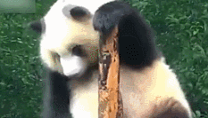 不如跳舞！实拍呆萌熊猫蹭痒秒变舞王