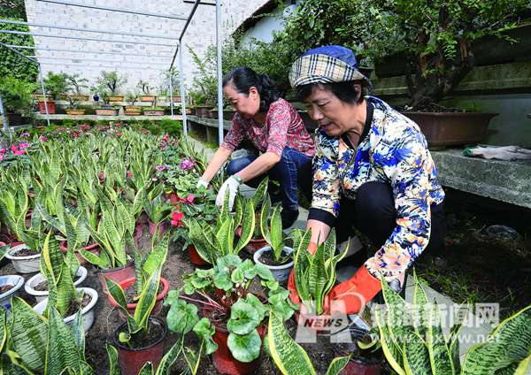 如何种植蔬菜花草图片 00300116991_4a843e76.jpg