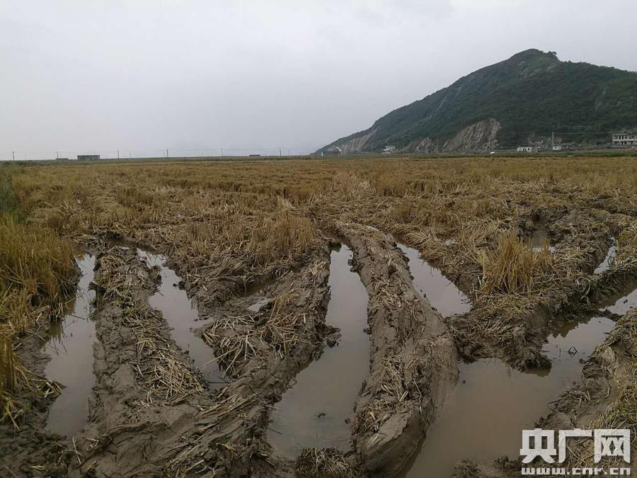 宁波试种海水稻成功 亩产500公斤-新闻中心-中国宁波网