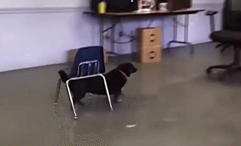 机智汪星人!小狗搬凳子登高惊呆网友