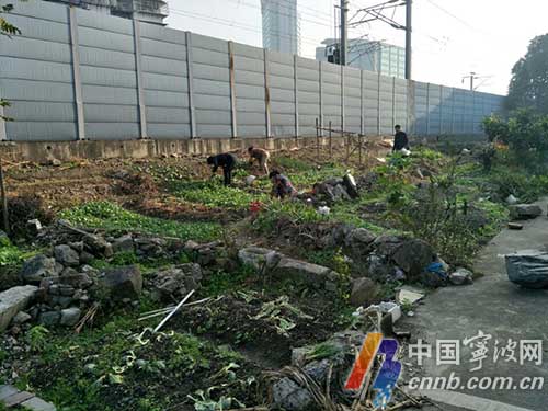 00平米的私家菜园被整治 不少居.-最新政策风