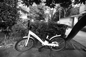 网红单车 随意停放成槽点 还有人把车丢进奉化