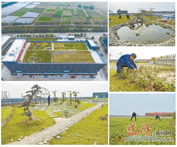 屋顶上流行植绿种菜 慈溪入冬后的别样景观